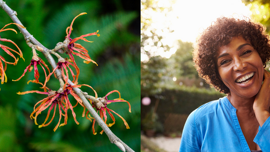 witch hazel next to a mature woman in her 50s at sunset